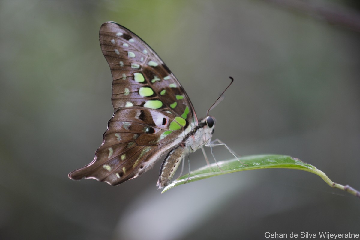 Graphium agamemnon Linnaeus, 1758